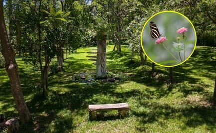 Un oasis cerca del centro de Oaxaca: así es el paraíso rodeado de árboles y mariposas