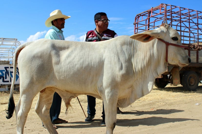 Oaxaca acumula mil 984 casos del gusano barrenador del ganado; 161 se mantienen activos  