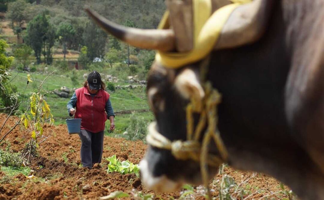 Confirman autoridades deceso de 3 migrantes oaxaqueños en tráiler de Texas. Foto: Edwin Hernández