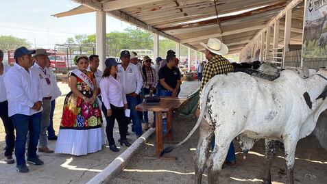 En medio de un conflicto con la Marina, inauguran exposición ganadera y agrícola en el Istmo de Oaxaca 