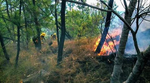 Devastan incendios mil hectáreas de selva en Chimalapas