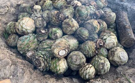 Gobierno y Congreso de Oaxaca apoyarán a productores de mezcal para que no paguen impuesto