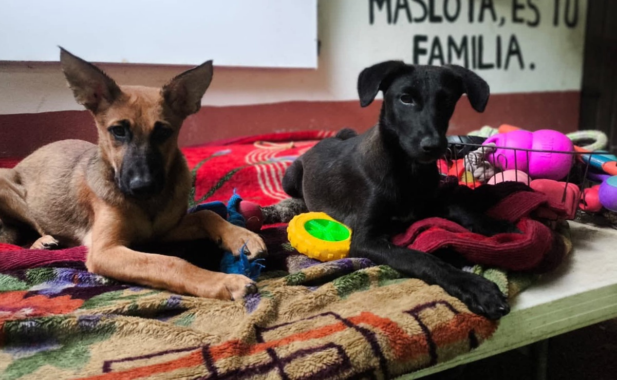 Rescatan y resguardan a 90 perritos sin hogar en Puerto Escondido, Oaxaca, durante el huracán Erick