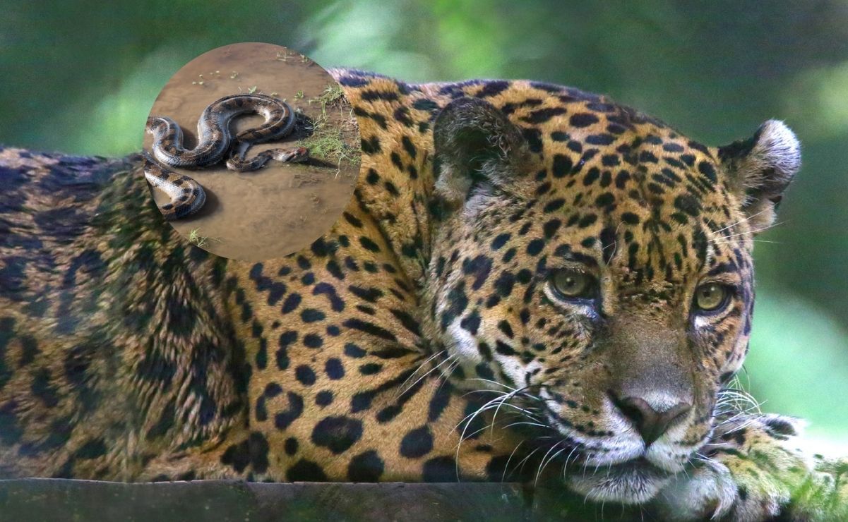 Jaguar y serpiente de agua, animales que simbolizan el origen del cosmos en la filosofía zapoteca