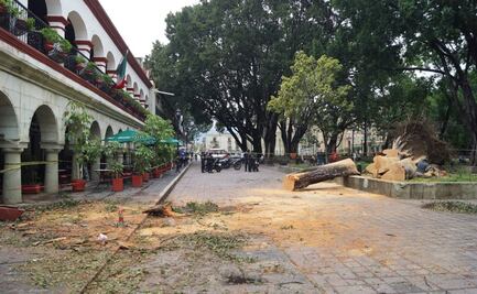 Laurel que se desplomó en el zócalo, sin raíces e infestado por un hongo: Semaedeso
