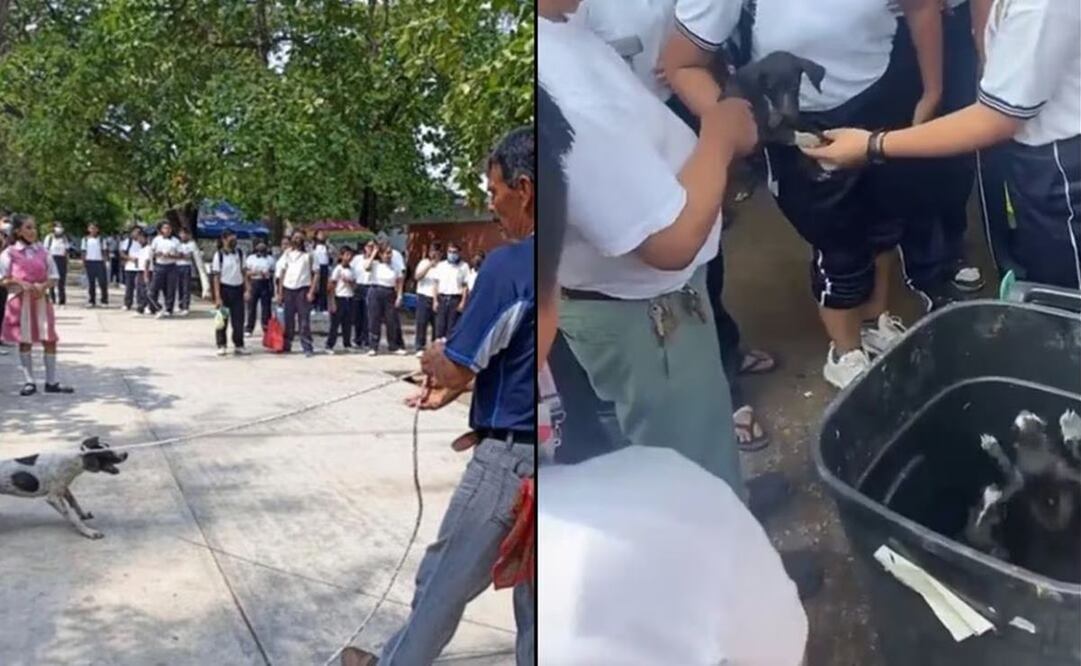 VIDEO. Maestro arrastra a perrita y tira a sus cachorros a la basura frente a estudiantes de secundaria en Oaxaca. Foto: Especial