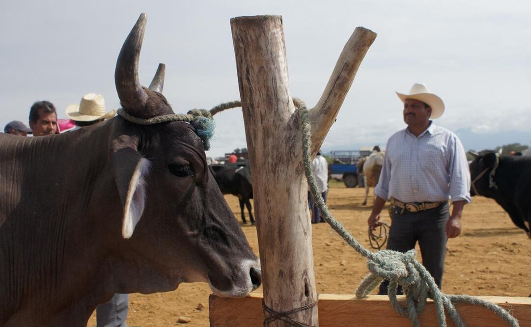 Niegan segundo caso de gusano barrenador en Oaxaca. Foto: Especial
