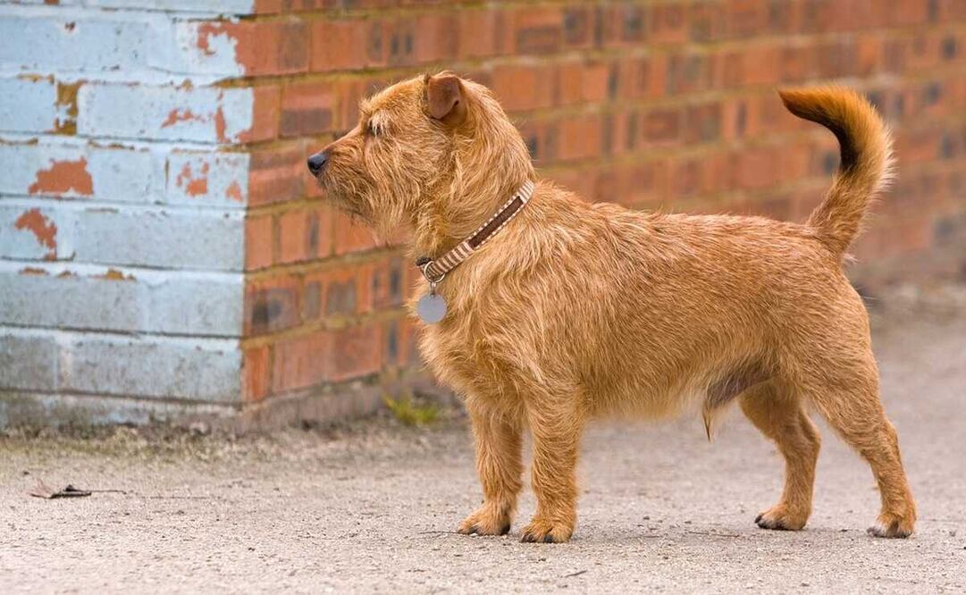 Encarcelan a perrito que paseaba sin correa en San Juan Lajarcia, en la Sierra Sur de Oaxaca. Foto: Pixabay