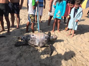 Aparece muerta sexta tortuga marina en 2 días en Oaxaca