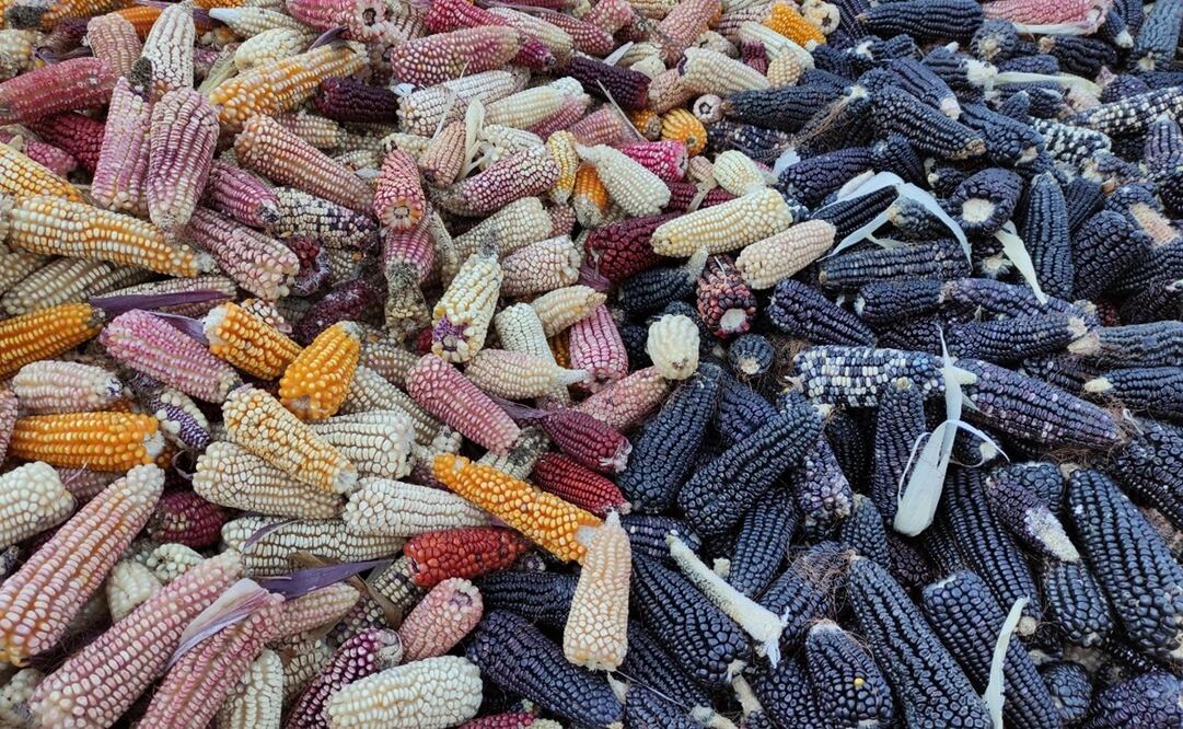Bancos de semillas, alternativa para conservar los granos nativos de Oaxaca, señala investigador. Foto: Especial