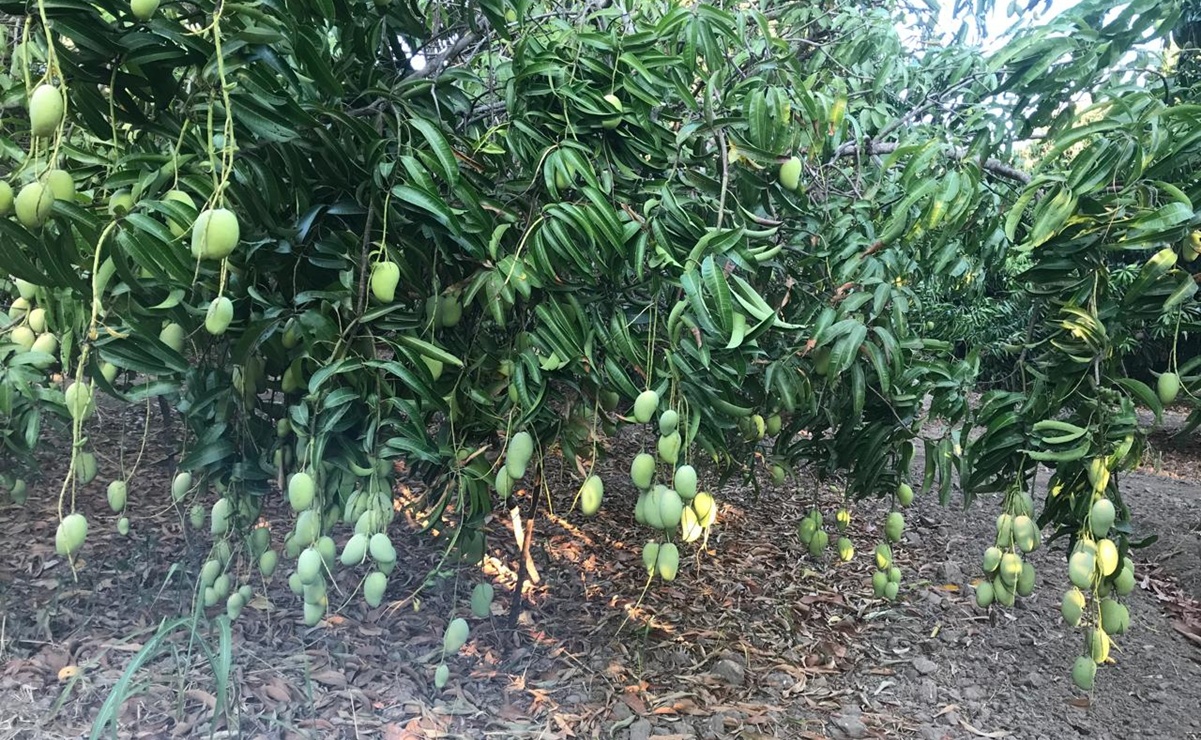 Autoridades de Chahuites, Oaxaca, exhortan a evitar y denunciar el robo de mango ante el inicio de cosecha