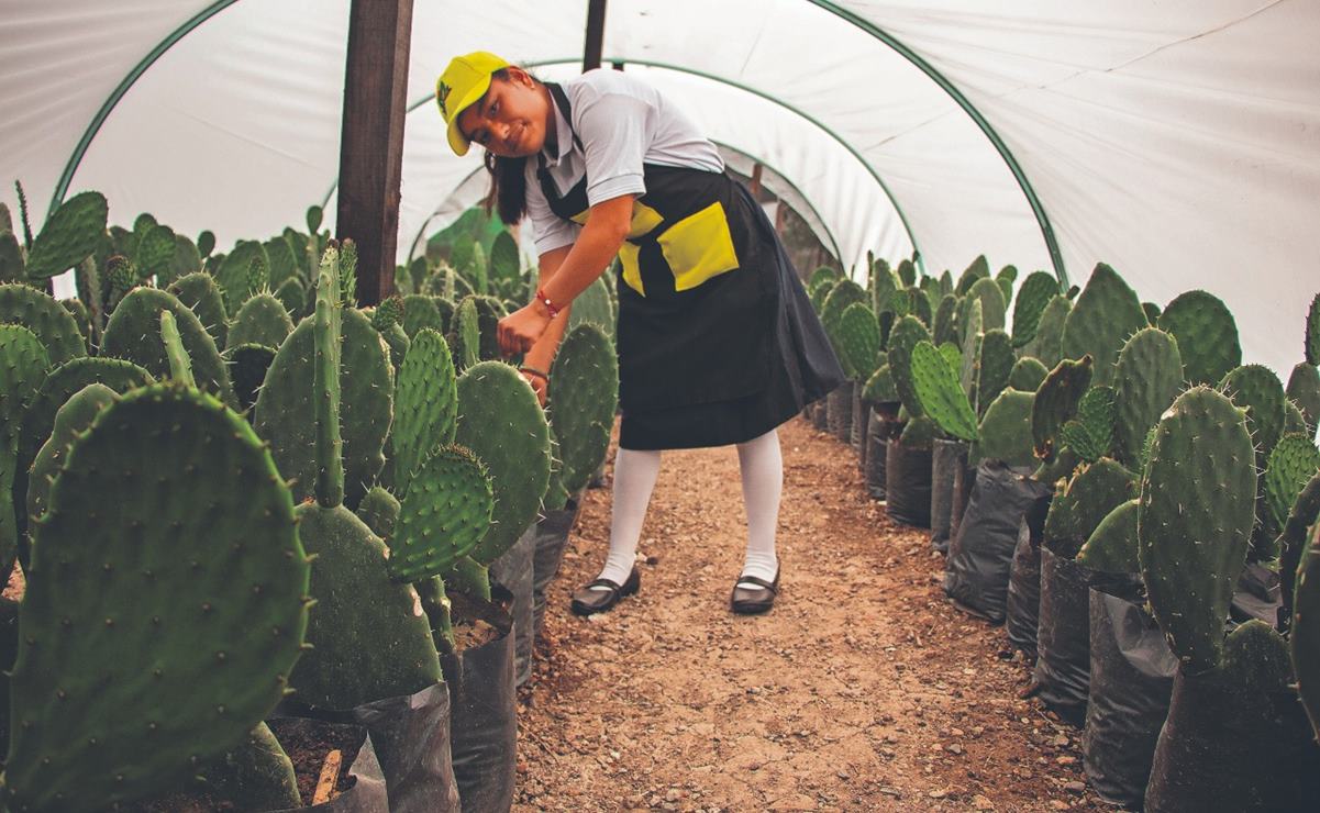 Con siembra de nopales y fresas, en la Mixteca de Oaxaca logran inclusión laboral y cuidado del ambiente. Fotos: Juana García