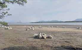 Pescadores y autoridades de Salina Cruz acusan a Pemex de mentir sobre contaminación en La Ventosa