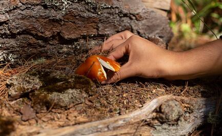 Feria de Hongos de Cuajimoloyas, una opción de ecoturismo comunitario en la Sierra Norte de Oaxaca