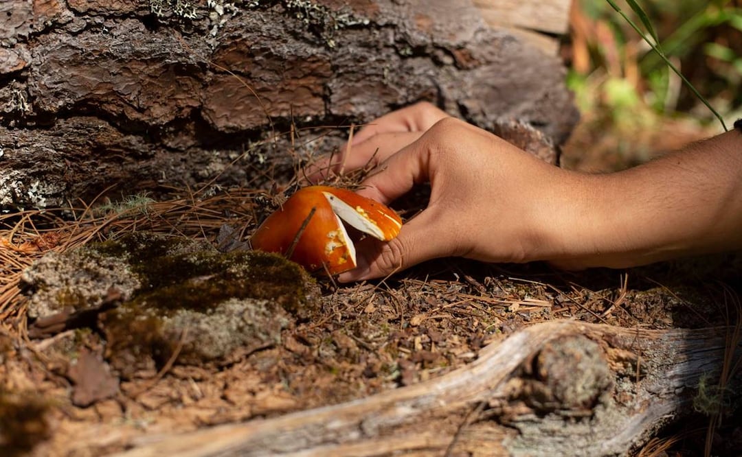 Foto: Mario Arturo Martínez