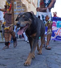 Adoptan al famoso “Mazapán”; vive cerca del centro