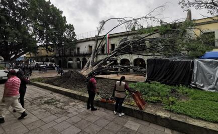 Buscará Fundación Harp Helú levantar segundo laurel centenario que cayó en el zócalo
