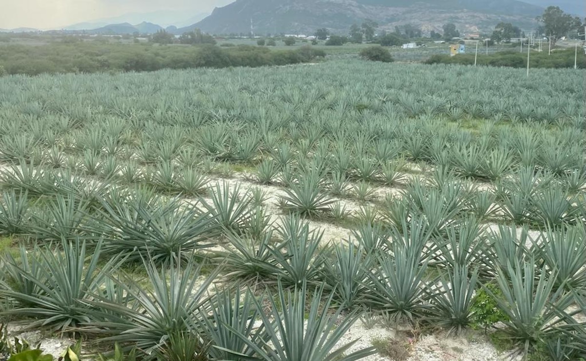 Advierten productores caída de 50% en precio de plantas de agave espadín en Oaxaca. Foto: Fernando Miranda
