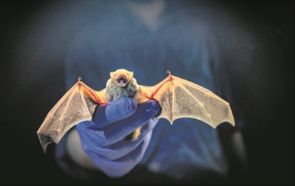 Tras casos de rabia en niños de Oaxaca, llaman a no satanizar a murciélagos; 90% son benéficos
