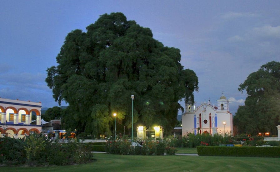 5 actividades que no te puedes perder el Día del Árbol del Tule 2026 en Oaxaca: Programa completo