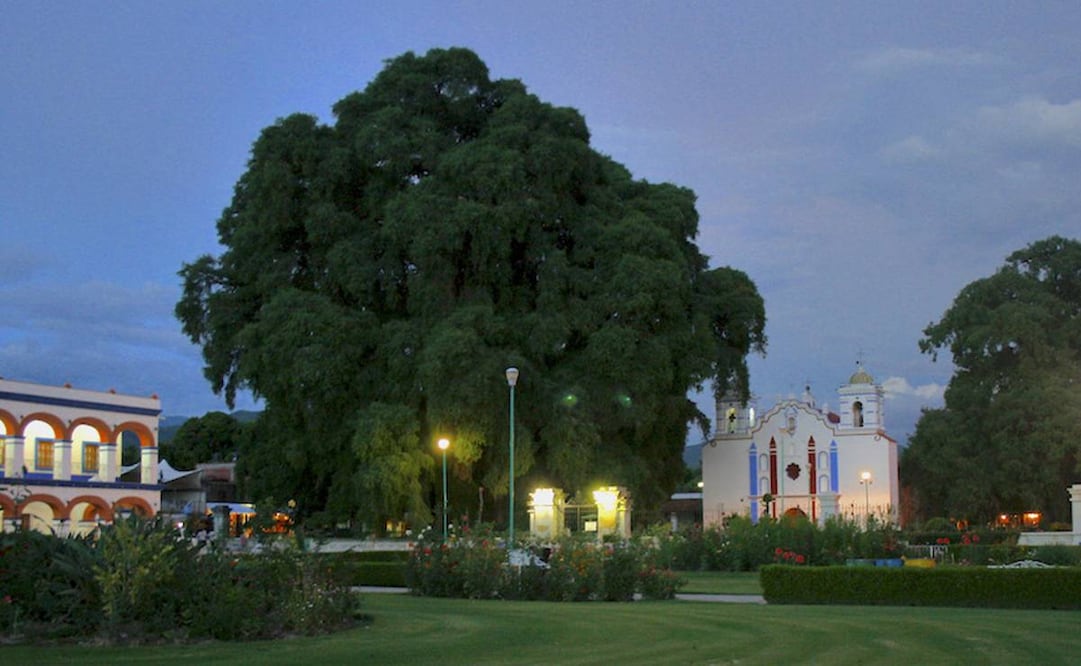 Foto: Conafor gob.mx