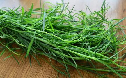 ¿Qué es el chepiche? La hierba que potencia el sabor de la gastronomía oaxaqueña