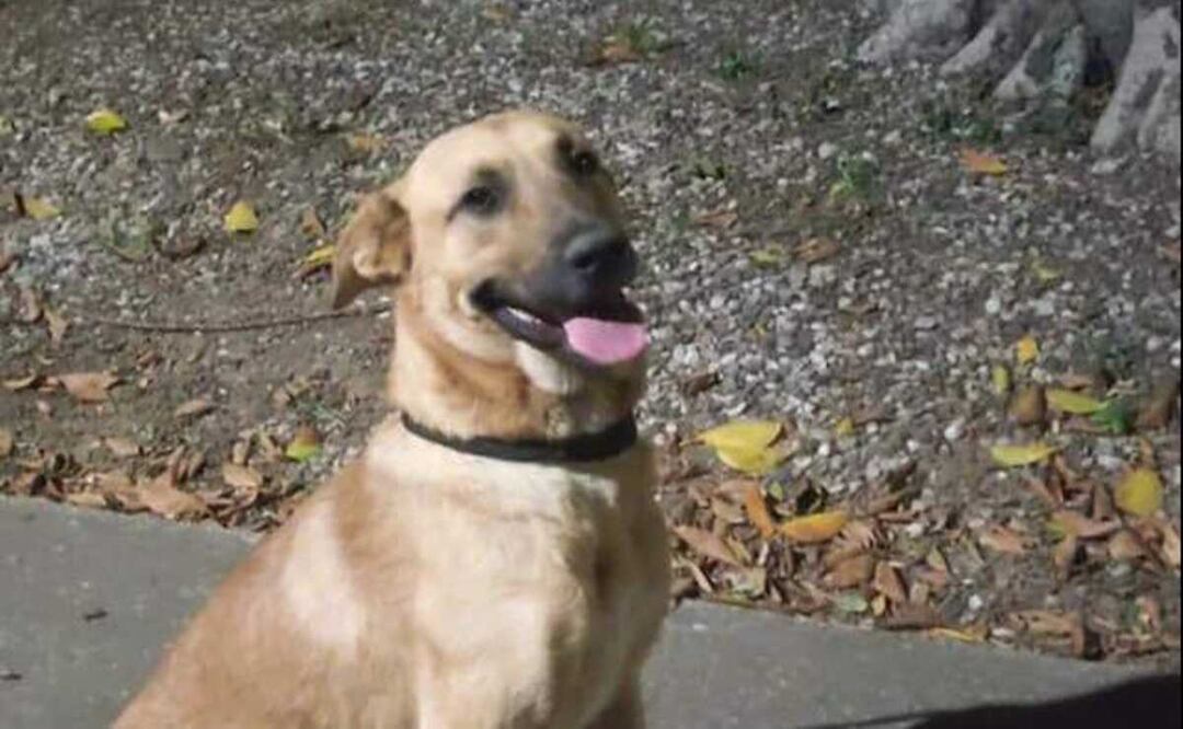 Alebrijes de Oaxaca adoptan a lomito que ingresó en pleno partido; vivirá en el estadio. Foto: Especial