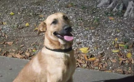 Alebrijes de Oaxaca adoptan a lomito que ingresó en pleno partido; vivirá en el estadio