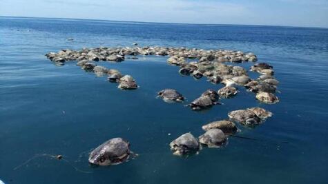 Oaxaca, entre entidades con desastres ambientales documentados en 2018