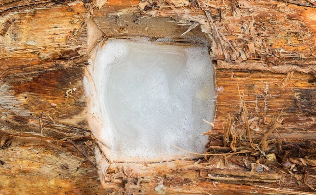 La taberna se elabora a partir de la extracción de la palma de coyul, un árbol muy abundante en las regiones del Istmo de Tehuantepec. Foto:bebidasdeoaxaca.com