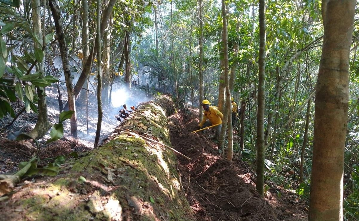 Voluntarios de Oaxaca buscan que incendios no lleguen a bosques de niebla en selva de Los Chimalapas. Foto: Especial