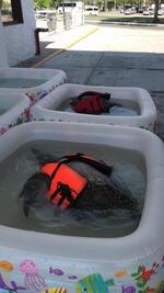 Por marea roja, tortugas tendrán refugio en subestación de bomberos en Huatulco