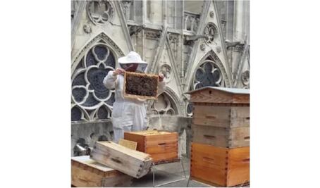 ¿Qué pasó con las 150 mil abejas que estaban sobre Notre Dame?