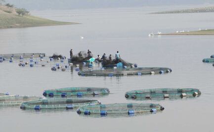 Por cambio climático, baja 50% la producción de tilapia en la Cuenca de Oaxaca