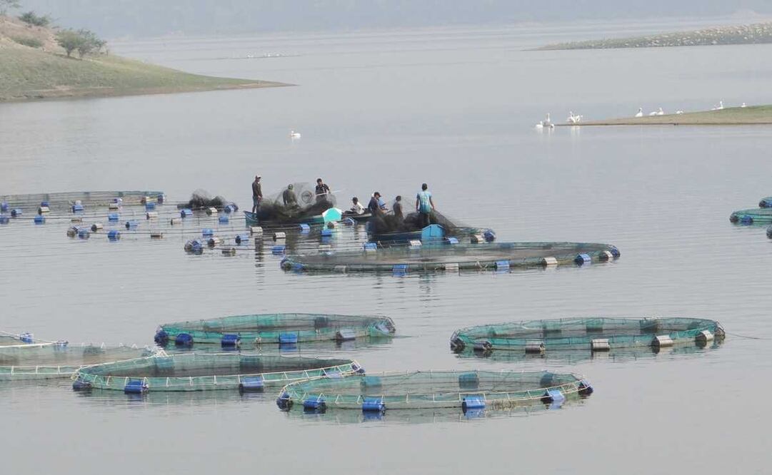 Por cambio climático, baja 50% la producción de tilapia en la Cuenca de Oaxaca. Fotos: Antonio Mundaca