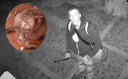 VIDEO: Denuncian a extranjero por atacar con ácido a perritos en Cuilápam de Guerrero, Oaxaca