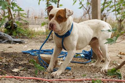 Ignoran en Oaxaca sanciones por maltrato a animales