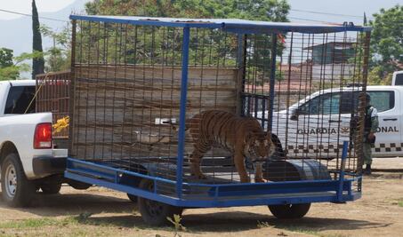 Decomisan a Rayas y Yogui del Circo Oso Ruso; los trasladan a zoológico de Puebla