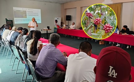 Mujeres cafetaleras de Oaxaca enfrentan daños, aislamiento y sobrecarga en sus territorios