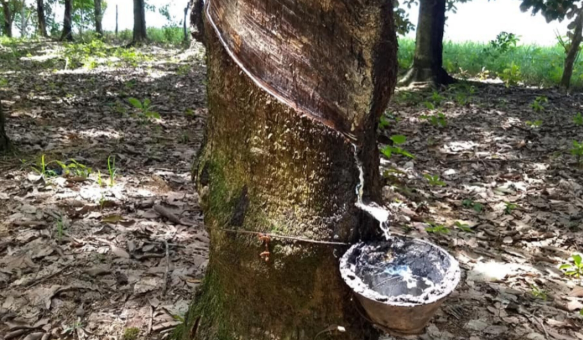 Caída del precio del hule golpea economía de 800 pequeños productores de Tuxtepec, Oaxaca