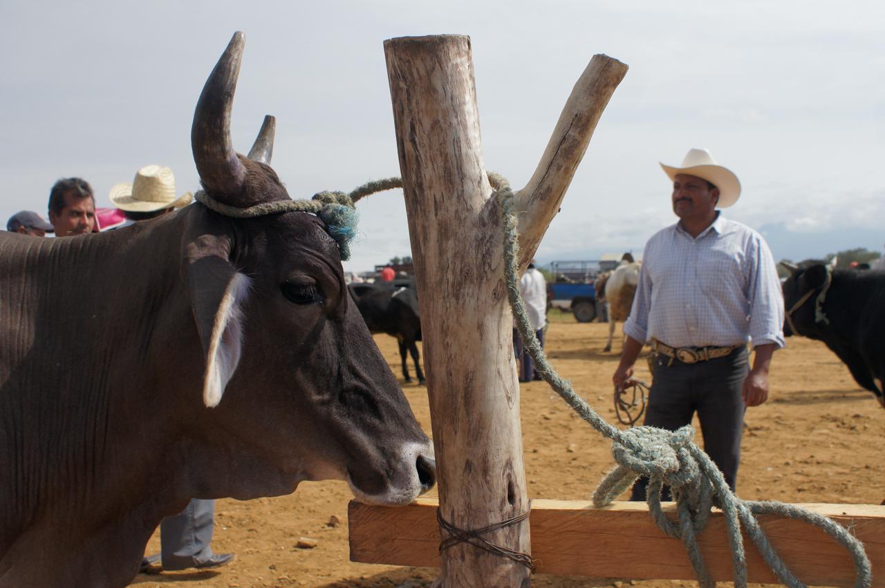 Alerta pecuaria en Oaxaca por gusano barrenador en equino y bovino. Foto: Edwin Hernández.