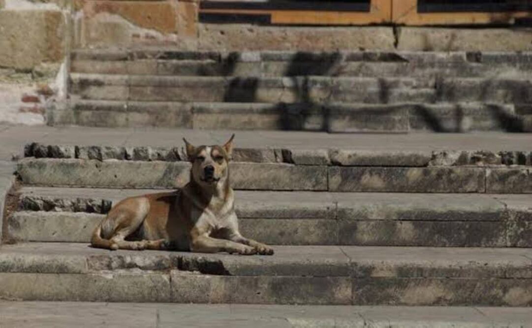En lo que va de 2021, atiende Ayuntamiento de Oaxaca 182 denuncias por maltrato animal. Foto: Archivo/ EL UNIVERSAL