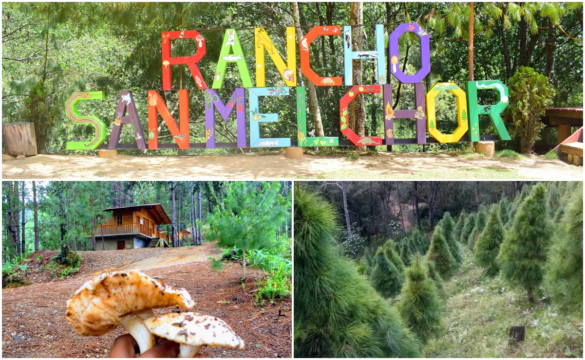 Rancho San Melchor: Vive la experiencia navideña en Oaxaca entre bosque, cabañas y truchas