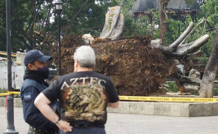 Deterioro del laurel del Zócalo de ciudad de Oaxaca data de remodelación del 2006: activistas