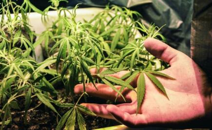 AMLO no descarta despenalizar drogas