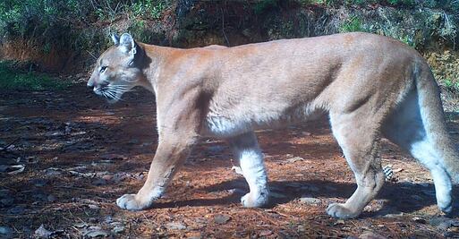 Niño mazateco muere tras ser atacado por un puma en la Cañada de Oaxaca