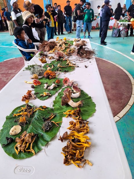 Festival de hongos en la Ojo de Agua, Santa Cruz Nundaco, Oaxaca. Foto: Especial.