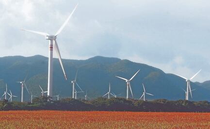 En abandono y con baja producción, así opera CFE el primer parque eólico del país, en Oaxaca