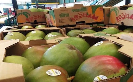 Temen cierre de fronteras de EU a mango de Oaxaca, tras cambio de la 4T en esquema de fumigación