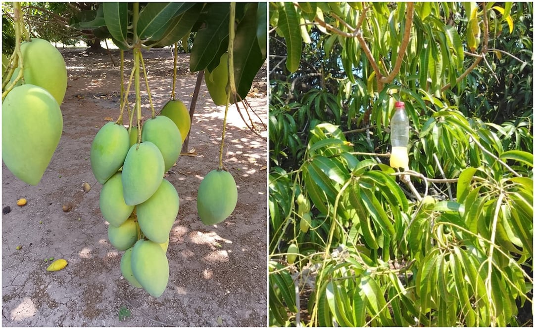 A un mes del cierre de la temporada de mango en el Istmo de Oaxaca. Fotos: Cortesía